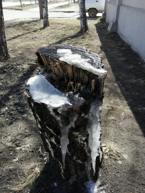 Русский пень